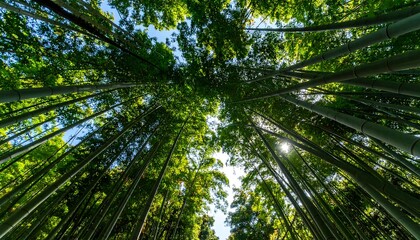 Sunlight streams through a dense bamboo forest, illuminating the towering stalks.