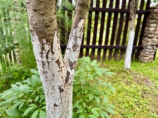 Close view of tree trunk with whitewashed bark near wooden fence and green plants