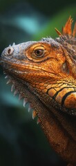 Fototapeta premium Close-up of a vibrant iguana's head (1)