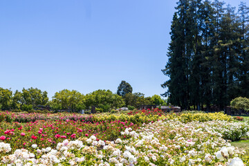 Municipal Rose Garden with flowers, lush green trees and grass San Jose California USA
