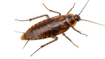 Close up studio shot of a brown cockroach with detailed legs and antennae on a black background vreated with genrated ai