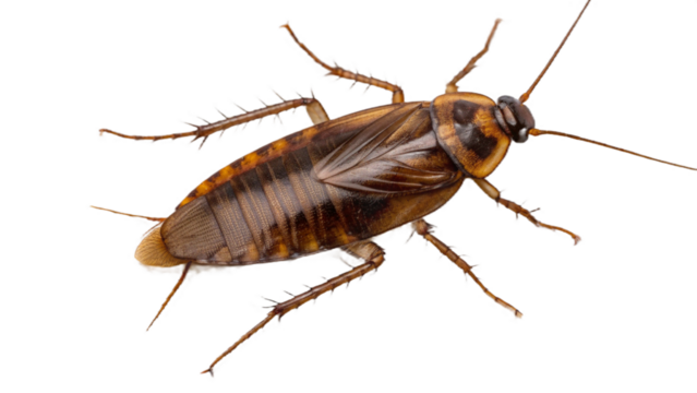 Close up studio shot of a brown cockroach with detailed legs and antennae on a black background vreated with genrated ai