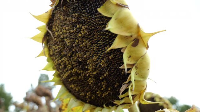 sunflower field ready for harvest