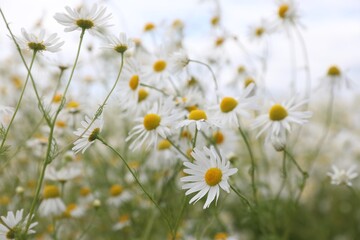 Beautiful chamomile flowers growing in field, closeup