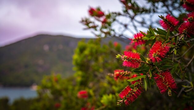 Vibrant red bottlebrush flowers bloom against a blurred backdrop of lush greenery and distant mountains.