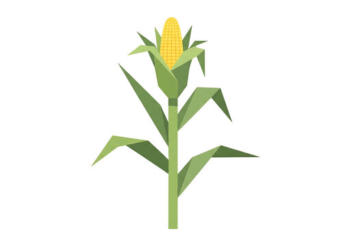 Single corn stalk vector illustration