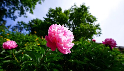 A beautiful pink peony blooms against a backdrop of lush greenery and a partly cloudy sky.