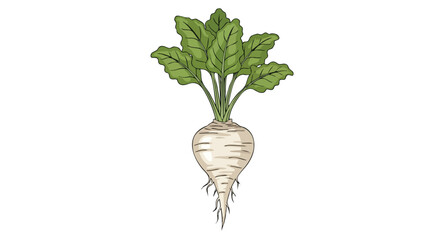 Hand-drawn sugar beet plant with lush green leaves isolated on white background displaying freshness and natural growth representing healthy food