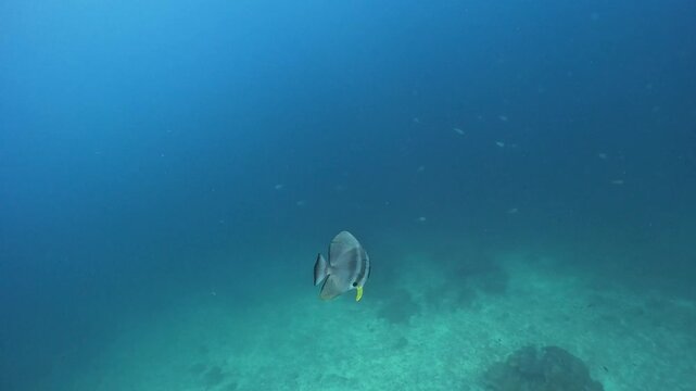 A batfish swims around the diver in the blue water