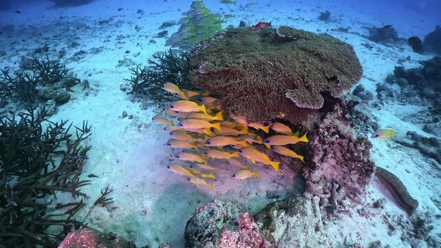 A pack of yellow snappers floating under the hard corals, rocky formations.
