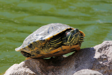 water turtle on a rock

