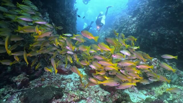 Group of yellow snappers swim gracefully in the rocky valley