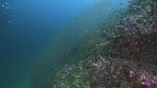 Enormous group of tiny fishes swim together and reflect light