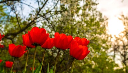 Naklejka premium Vibrant red tulips stand tall against a backdrop of blossoming trees on a sunny spring day.