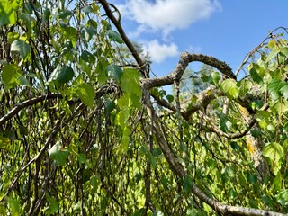 Scenic view of tree branches with fresh green leaves under a bright summer sky