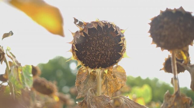 sunflower field ready for harvest