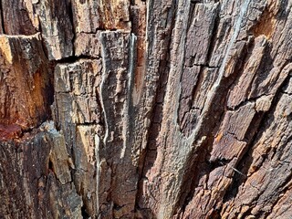 Obraz premium close-up of tree bark texture showcasing its unique natural patterns and rugged organic surface. 