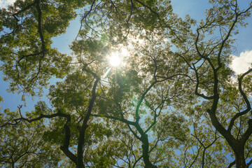 the sprawling branches and green leaves of a large tree canopy. The sun shines brightly against a clear blue sky, a concept of hope, nature, and peaceful serenity.