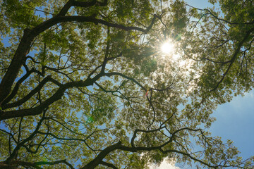 the sprawling branches and green leaves of a large tree canopy. The sun shines brightly against a clear blue sky, a concept of hope, nature, and peaceful serenity.