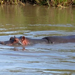 Fototapeta premium Hippopotamus in a muddy river