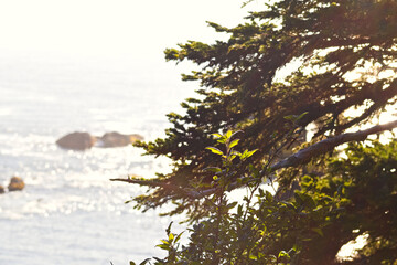 Sunlit trees frame the Pacific Ocean at Cape Flattery, Washington, where rugged cliffs and rocky shoreline meet the sea, highlighting the wild beauty of the coast.