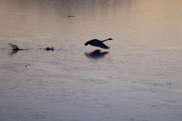 Naklejka premium The whooper swan (Cygnus cygnus), also known as the common swan, is a large northern hemisphere swan. This photo was taken in Japan.