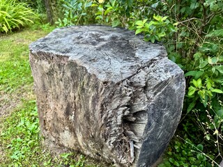 Obraz premium Weathered tree stump surrounded by green plants in garden