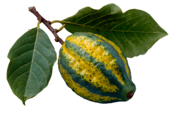 A single, multi-colored, yellow and green etrog or citron fruit, one of the four plant species used in the ritual observance of the Jewish holiday of Sukkot.