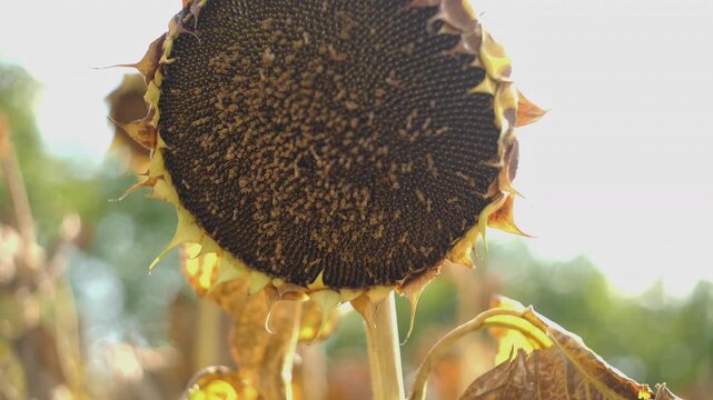 sunflower field ready for harvest
