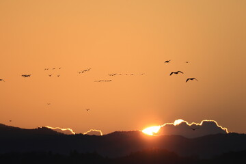 Greater white-fronted goose (Anser albifrons) , flying in flocks. This photo was taken in Izunuma, Japan.