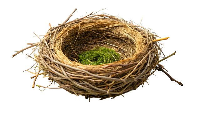 bird nest on white background