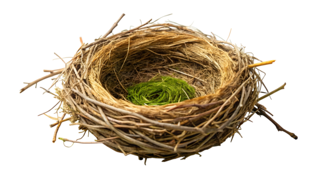 bird nest on white background
