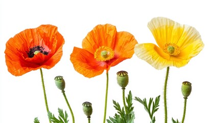 Naklejka premium Vibrant Poppy Flowers in Various Colors Isolated on White Background