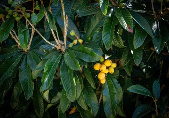 Yellow plums on a green tree.