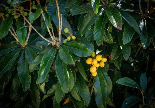 Yellow plums on a green tree.