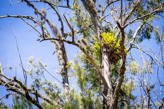 Branch with orchid