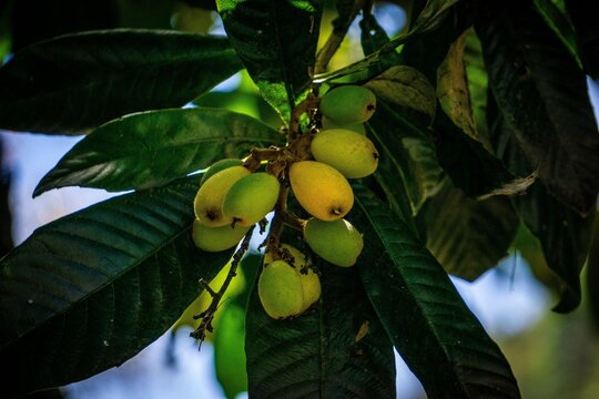 Yellow plums