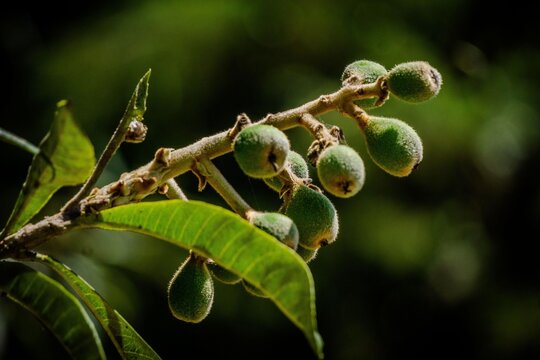 Yellow plums