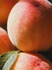 Fresh Peaches with Vibrant Colors and Green Leaves