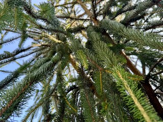 Closeup view of spruce tree branches with needles against clear blue sky