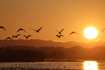 Greater white-fronted goose (Anser albifrons) , flying in flocks. This photo was taken in Izunuma, Japan.