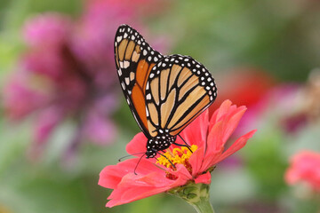 Monarch butterrflies on late summer flowers