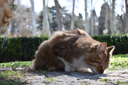cat turkey