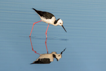 Obraz premium Pied Stilt with Reflection in Still Wetland Water