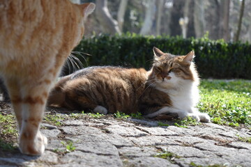 cats on the grass