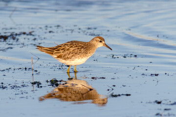 Sharp Tailed Sandpiper Wading in Shallow Water