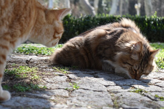 cats in grass
