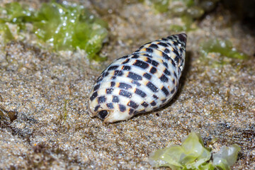  Marine Snail with Striped Shell Pattern