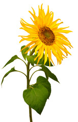 Fototapeta premium Sunflower isolated on white background. Sun symbol. Flowers yellow, agriculture. Seeds and oil. Flat lay, top view. Bio. Eco. Creative