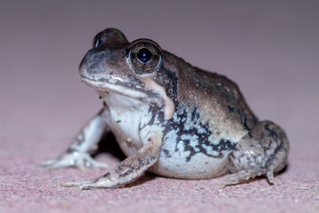 Australian Pobblebonk with Distinctive Body Markings